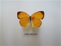 藏品(黃蝶)的圖片